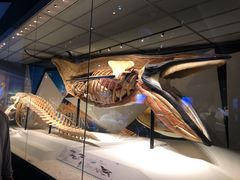 -贝林大翅鲸简餐厅(国家海洋博物馆店)