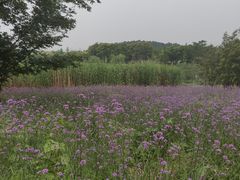 -大塘金香草谷