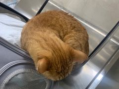 -动物缘宠物医院·骨科·猫科(西二环店)