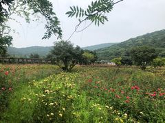 -龙寺生态园