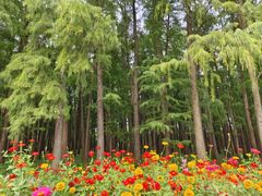 -上海共青森林公园