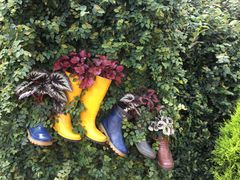 -金马仑薰衣草花园(Cameron Lavender)