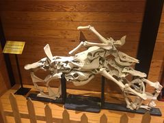 -信不信由你博物馆