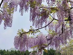 -嘉定紫藤园
