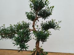 -石家庄市植物园