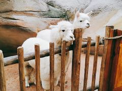 -杭州开元森泊度假乐园