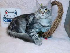-十年猫舍·猫咪专门店(普陀店)