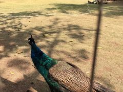 -深圳野生动物园