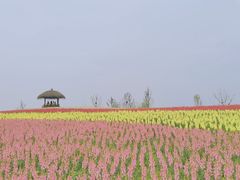 -径山花海