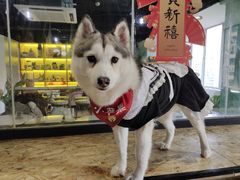 -Husky Go! 哈士奇体验馆·宠物咖啡厅狗咖