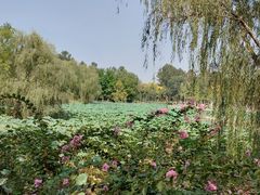 -西安浐灞国家湿地公园