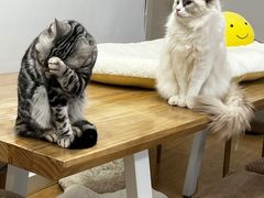 -有喵·猫咖·狗咖·30几只猫10只小狗(岗厦店)