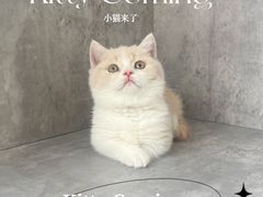 -小猫来了·猫舍(红山六九七九店)