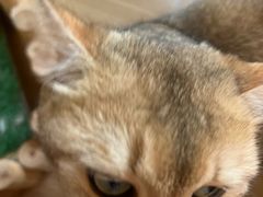 -唐小姐の私宠·宠物洗护美容·撸猫馆·购宠(周浦万达旗舰店)