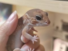 -酷以爬仙阁实体爬宠店·守宫·蜥蜴·专业繁育