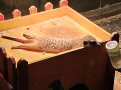 -绿色星球动物主题公园