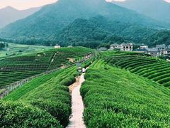-听风阁农家私房菜茶楼(龙坞店)
