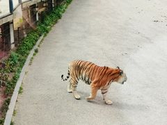 -大连森林动物园