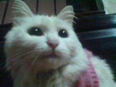 DSC00416-严国平动物医院(德政总院)