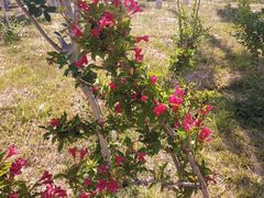 -济南国际园博园