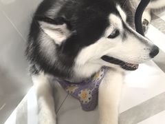 -星多哈·狗咖·拼豆·咖啡