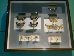 android_upload_pic-上海昆虫博物馆