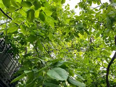 -玫瑰红烤羊排(北新桥三条店)