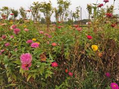 -合肥滨湖国家森林公园