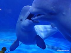 -多彩贵州城极地海洋世界