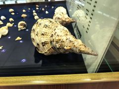 -青岛贝壳博物馆