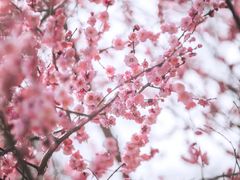 -龟山风景区-龟山电视塔