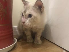 -艾吉宠物医院·疑难杂症转诊中心·猫友好(碧江路院)