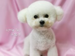 -小尾巴宠物店(万科·金域华庭店)