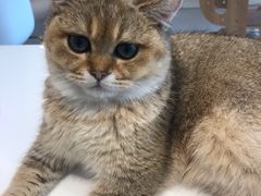 -飞行喵MR PILOT|猫舍·猫咖(静安大融城店)