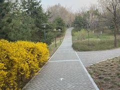 -大望京公园