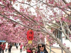 -莱阳濯村樱花园