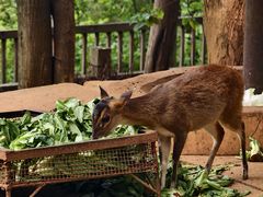-昆明动物园
