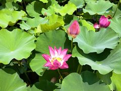 -荷塘月色湿地公园·向阳花洲