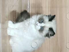 -喵百万·布偶·蓝金金渐层英短·猫舍(百子湾店)