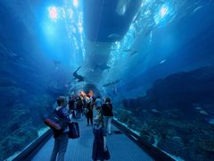 -迪拜水族馆及水下动物园