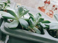 -盡膳口福跷脚牛肉火锅(北美新天地店)