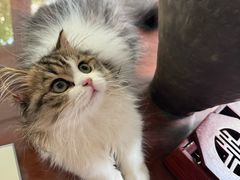 -欣宠猫屋·矮脚拿破仑·蓝金金渐层