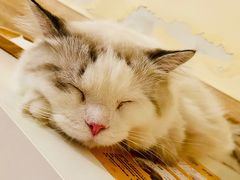 -滚猫咖啡·猫咖·猫友好撸猫(未来城店)