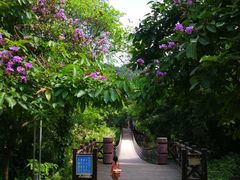 -南宁良凤江国家森林公园