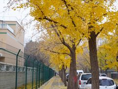 -三里屯东五街银杏大道