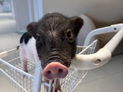 -怪兽屋·羊驼·猫咖·狗咖(俊华广场店)