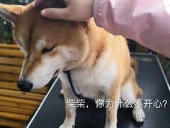 -柴犬高等学院·狗咖·柴犬售卖·宠物训练