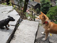 -新安江山水画廊风景区