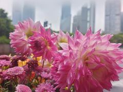 -陆家嘴中心绿地
