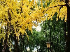 -重庆市江北嘴中央商务区中央公园